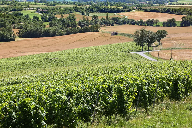 Randonnée Oenorando® De la vigne à l'olivier · Milhavet