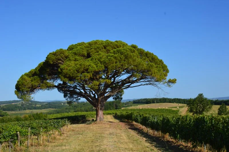 Randonnée Oenorando® La ronde des vignerons · Gaillac