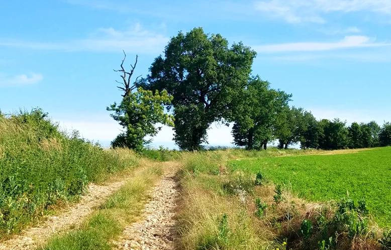 Randonnée Le sentier de Calle · Villefranche-d'Albigeois
