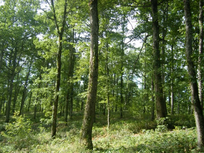 Randonnée Sentier de découverte de la forêt de Sivens · Lisle-sur-Tarn