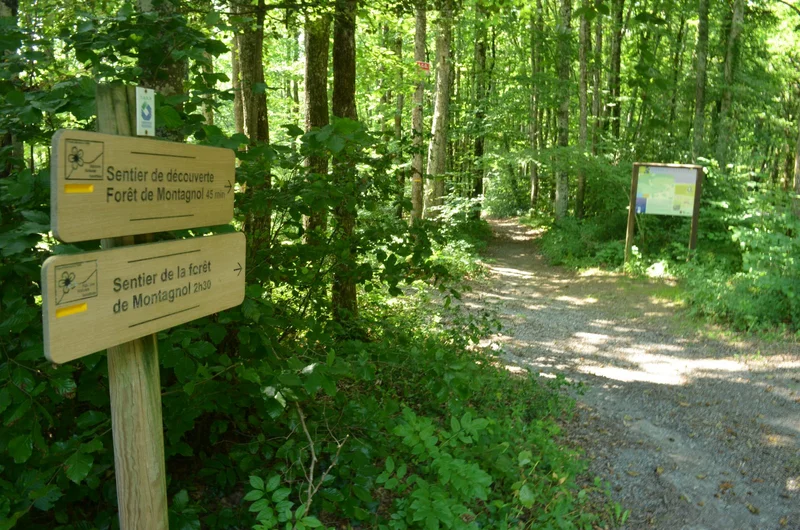 Randonnée Sentier de découverte de la forêt de Montagnol · Fontrieu