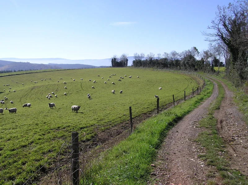 Randonnée Le plateau d'Anglès · Anglès