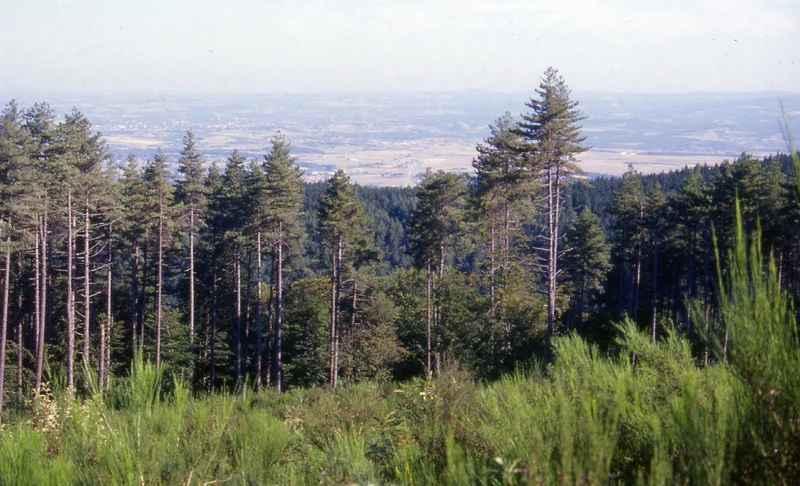Randonnée Le Carbonéral · Labruguière