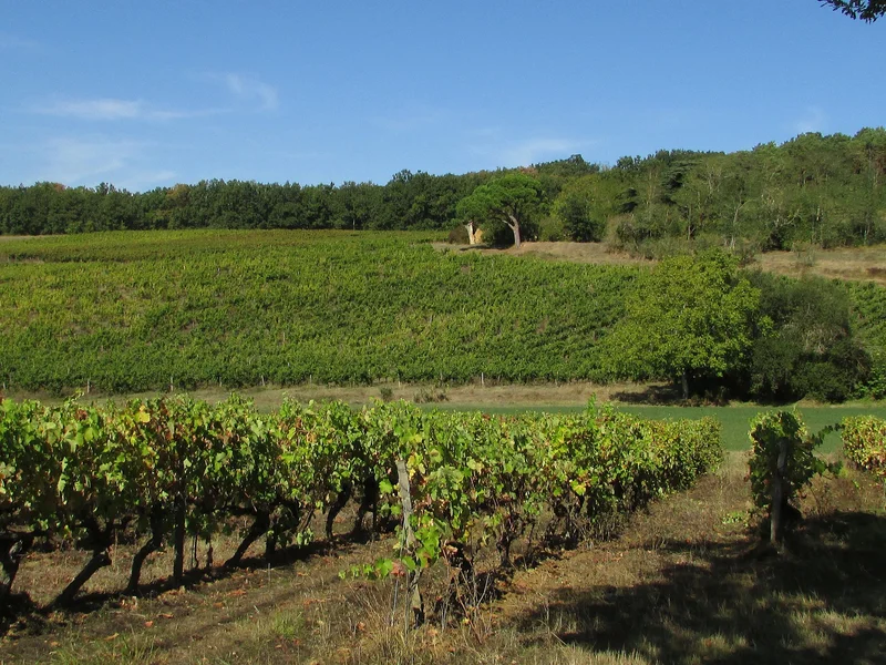 Randonnée Les coteaux de Lisle · Lisle-sur-Tarn