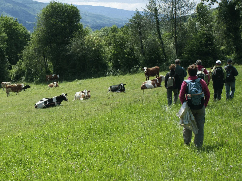 Randonnée Le sentier des Hautes Futaies · Rouairoux