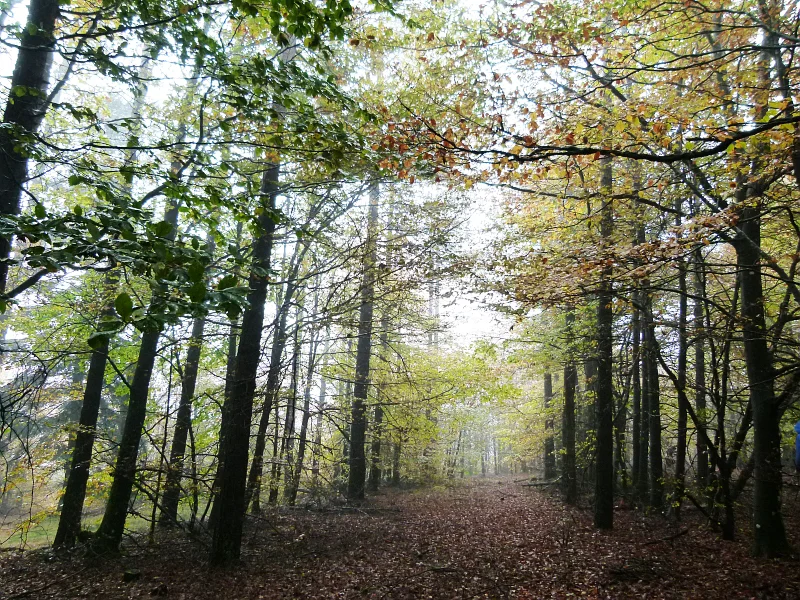VTT N°2 Les Cols Buissonniés · Labastide-Rouairoux