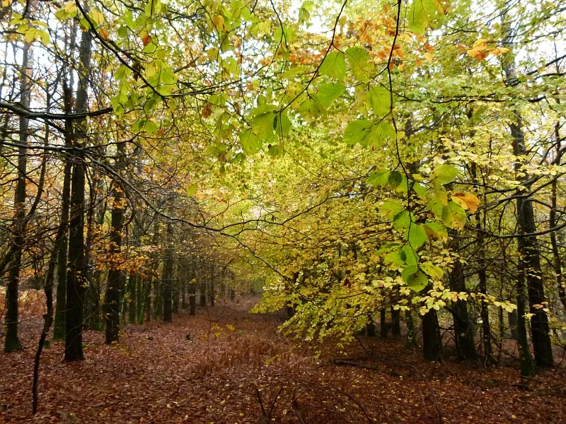 VTT N°5 Forêt de Beson & Les Maitres Verriers · Labastide-Rouairoux