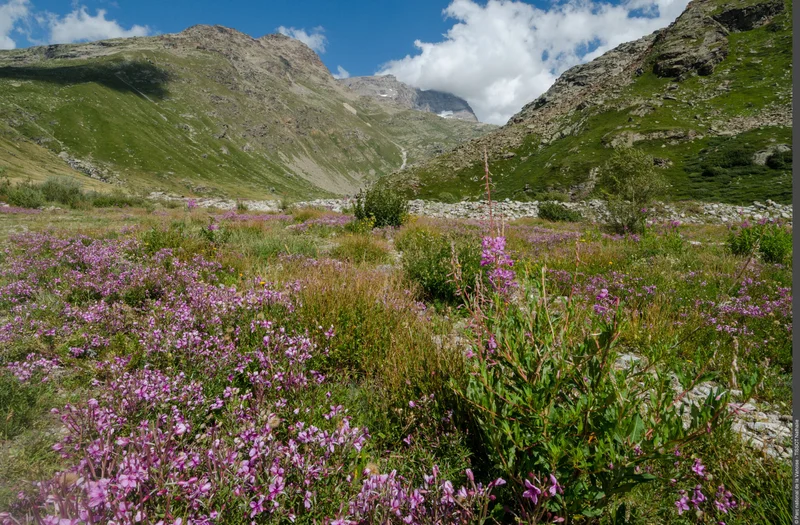 Randonnée Promenade bucolique vers La Duis, le long de l'Arc · Bonneval-sur-Arc