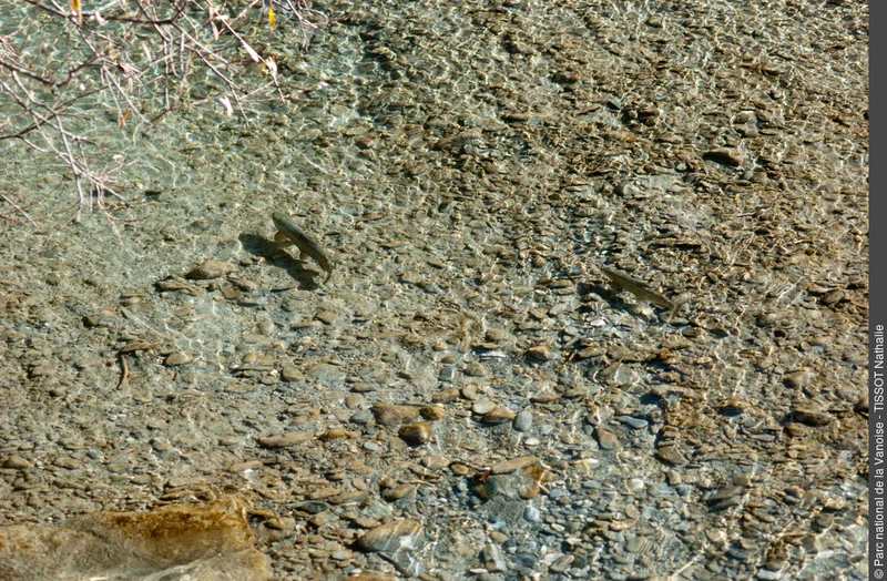 Randonnée Du barrage de Bissorte au lac des Bataillères, paradis halieutique en Vanoise · Orelle