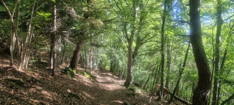 Randonnée Chemin des morts · Salins-Fontaine