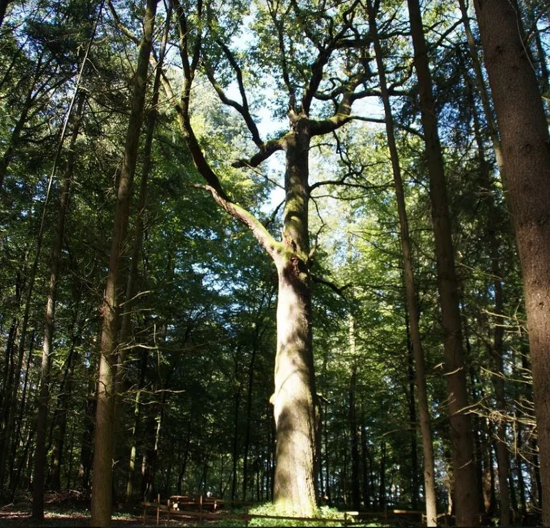 Randonnée Les arbres remarquables de Haspelschiedt · Haspelschiedt
