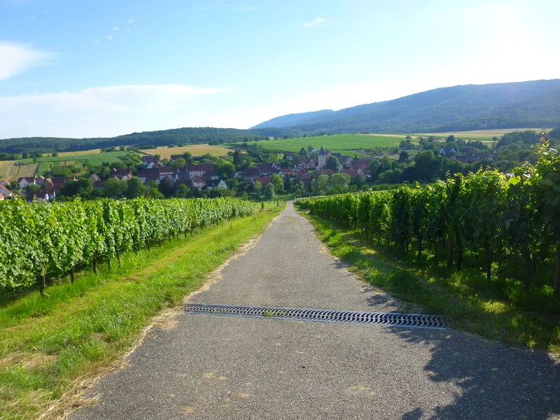 Randonnée Sentier viticole de Cleebourg · Wissembourg