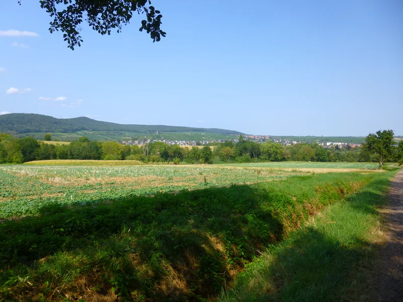 Randonnée Trésor des Vosges du Nord : Entre vignes et montagnes · Wissembourg