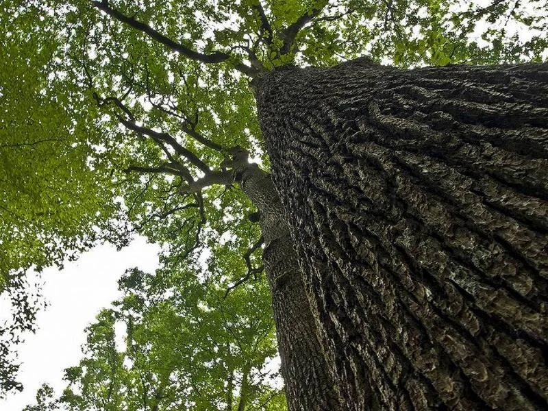 Randonnée Autour de la Haute Forêt · Senonches