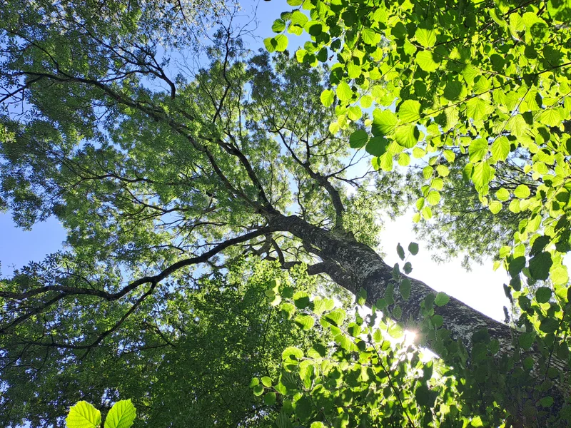 Randonnée La forêt du Perche · Tourouvre au Perche