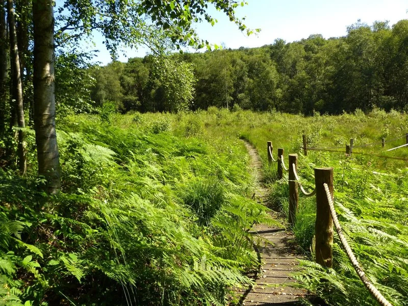 Randonnée La Tourbière des Froux et son sentier de découverte · Manou