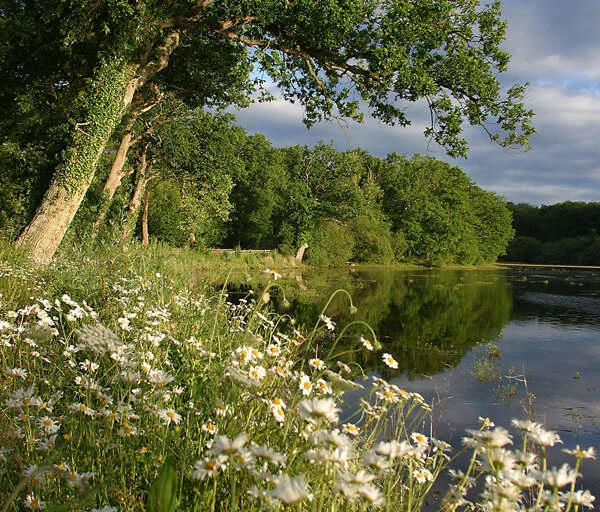 Randonnée Le bois de la Saucelle · La Puisaye