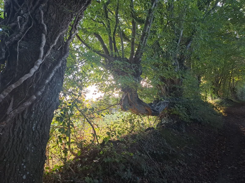 VTT Le moulin de Crignon à VTT · Arcisses