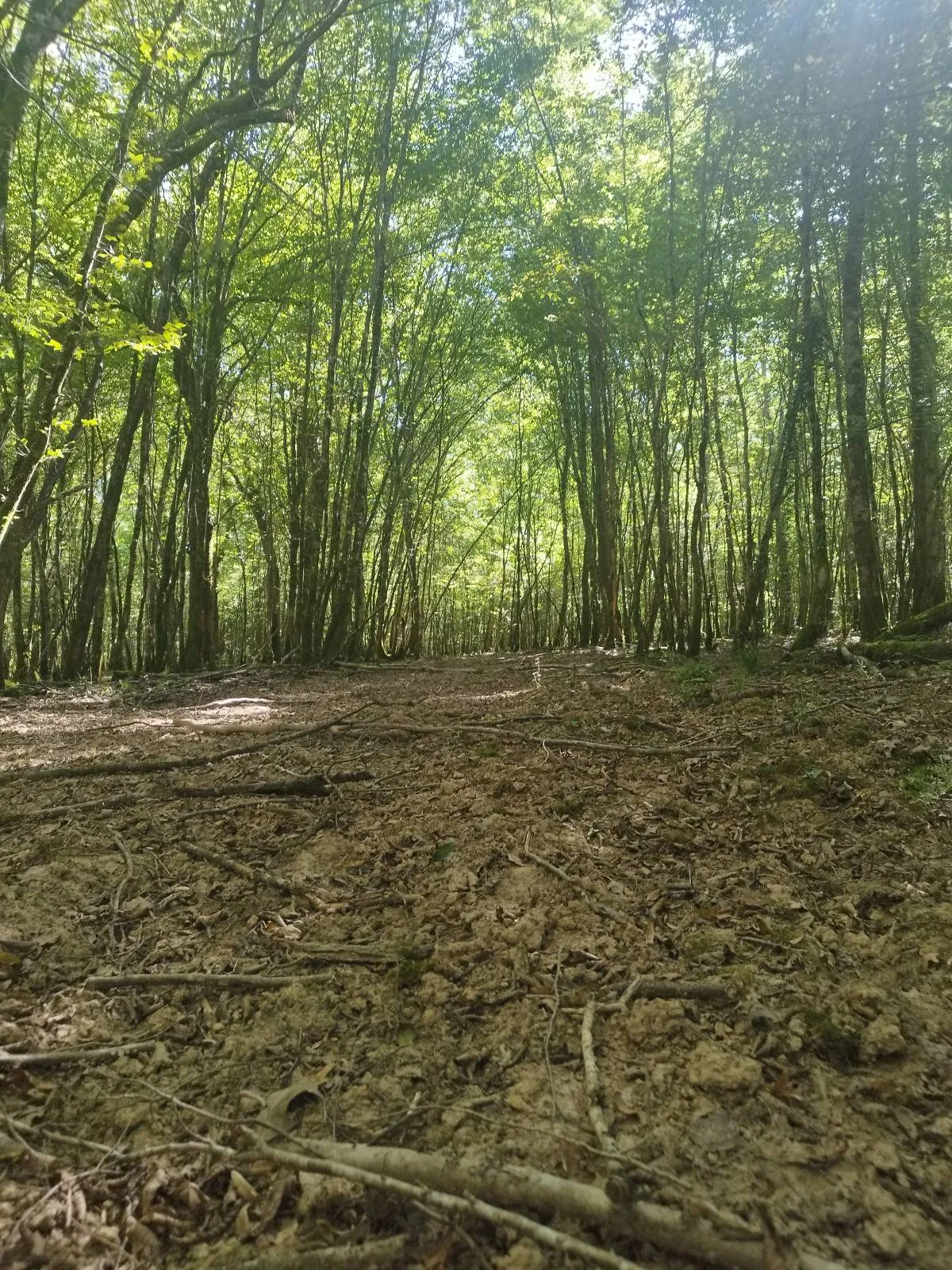 Trail Le tour de l'Étang du Milieu et le bois de Lamarche en boucle